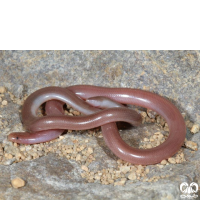 گونه مار کرمی شکل اوراسیا Eurasian Blind Snake